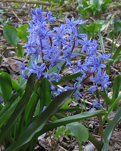 Scilla bifolia.jpg